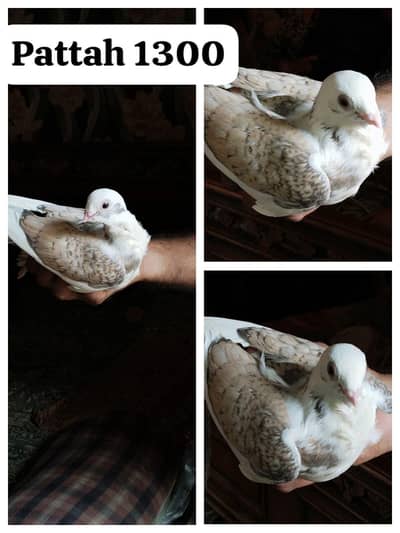 famcy pigeons For Sale