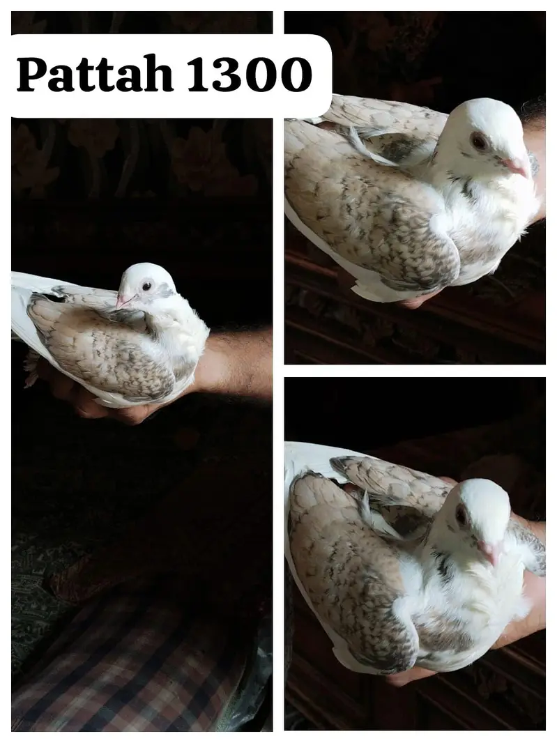 famcy pigeons For Sale — photo 3