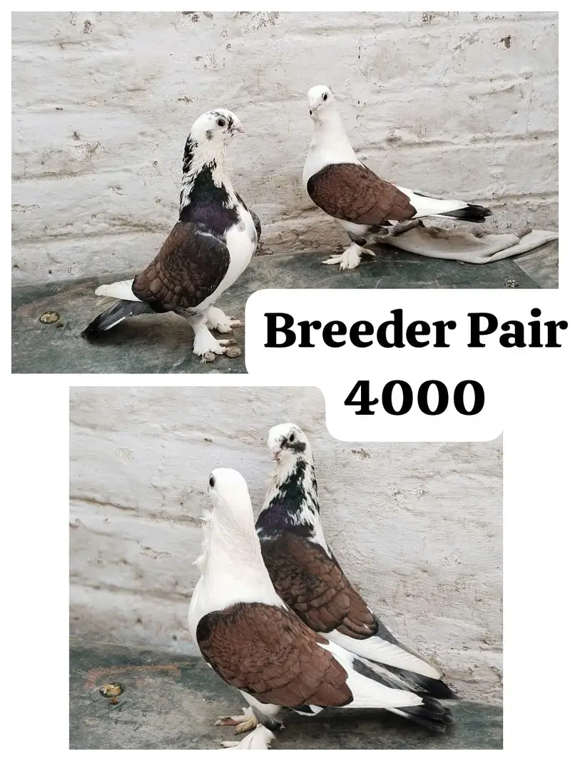 famcy pigeons For Sale — photo 4