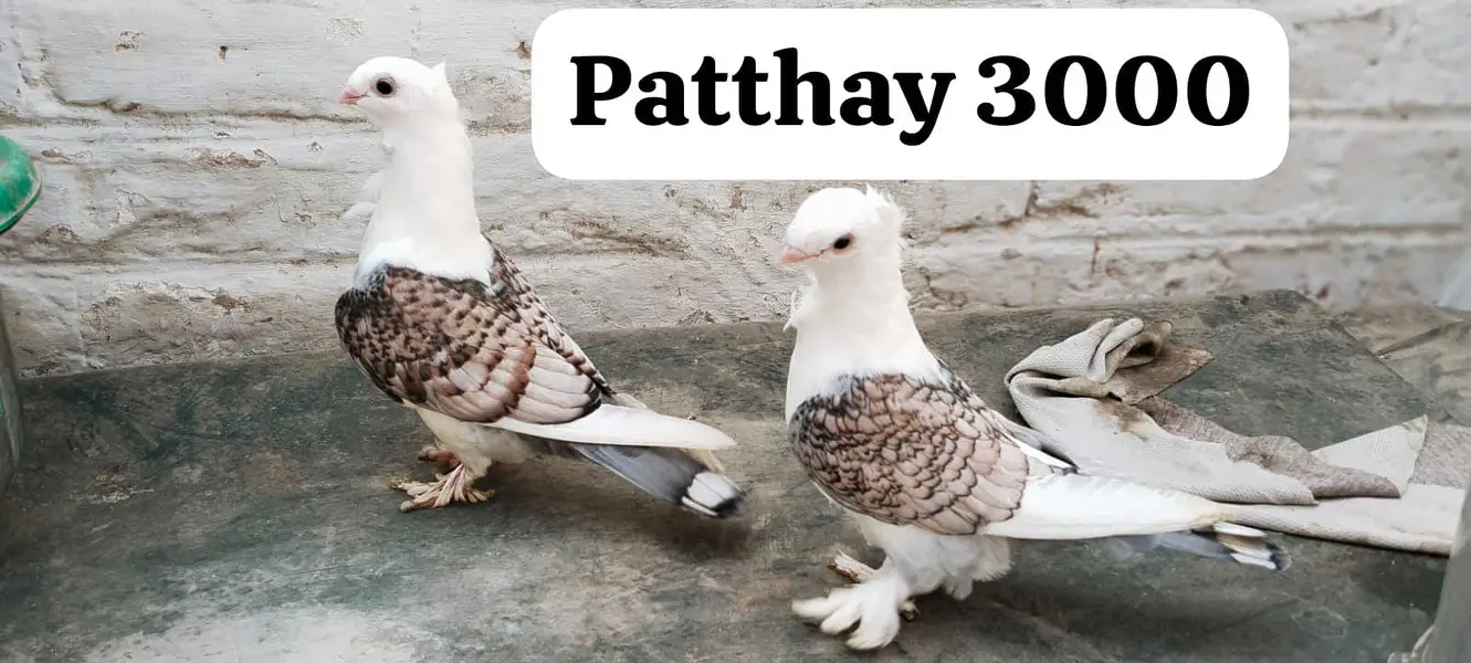 famcy pigeons For Sale — photo 5