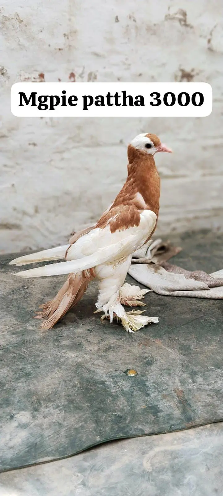 famcy pigeons For Sale — photo 6