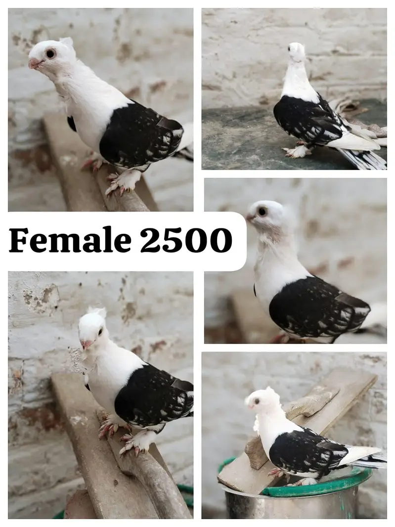 famcy pigeons For Sale — photo 7