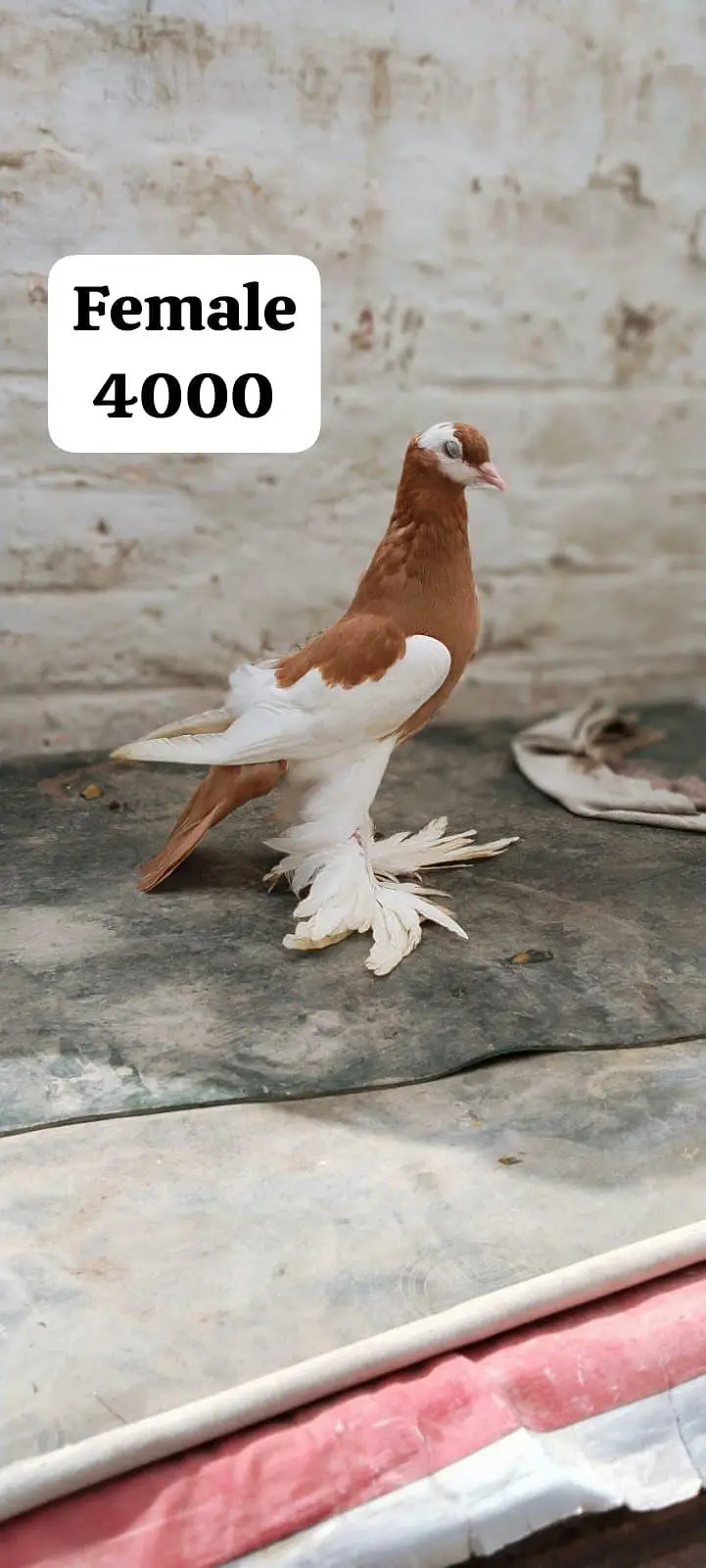 famcy pigeons For Sale — photo 8