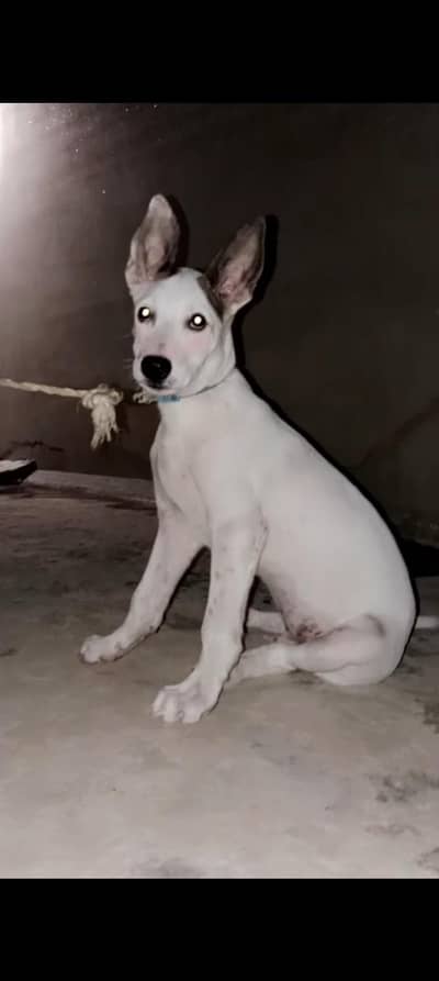 gultair jack Russell terrier dog safety dog