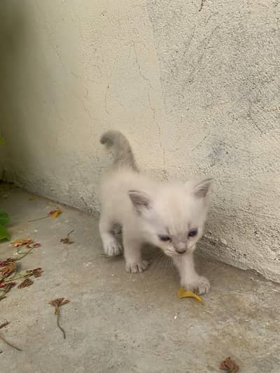 3 Cute Fluffy Kittens Rs. 10,000 Each | Home Bred | Karachi