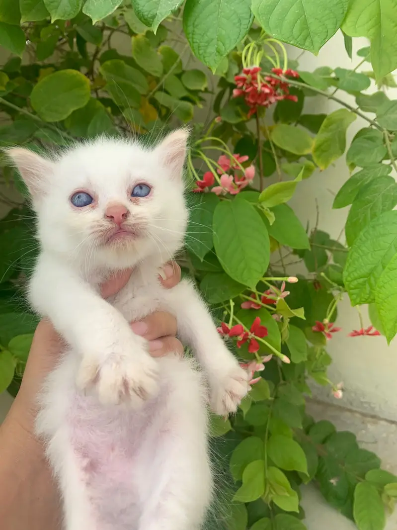 3 Cute Fluffy Kittens Rs. 10,000 Each | Home Bred | Karachi — photo 2