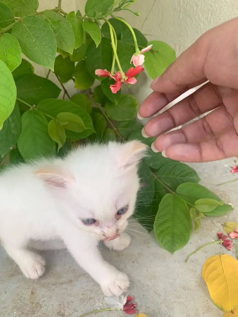 3 Cute Fluffy Kittens Rs. 10,000 Each | Home Bred | Karachi — photo 3