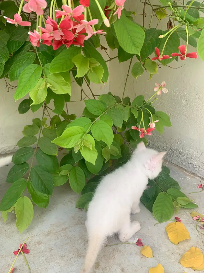 3 Cute Fluffy Kittens Rs. 10,000 Each | Home Bred | Karachi — photo 4
