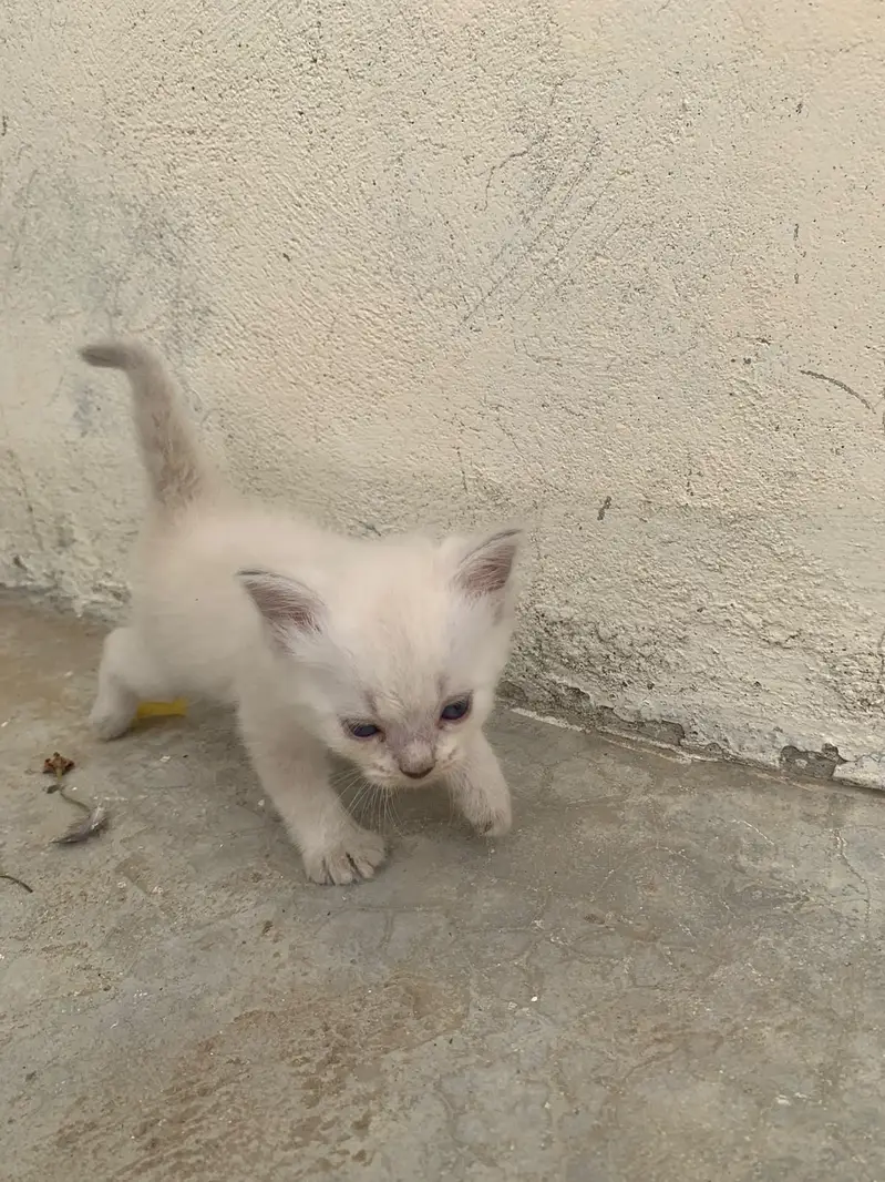 3 Cute Fluffy Kittens Rs. 10,000 Each | Home Bred | Karachi — photo 5