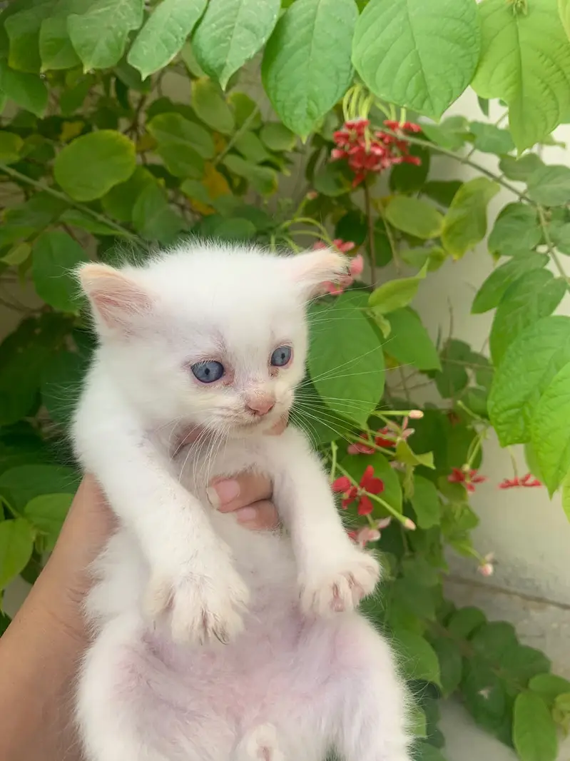 3 Cute Fluffy Kittens Rs. 10,000 Each | Home Bred | Karachi — photo 7