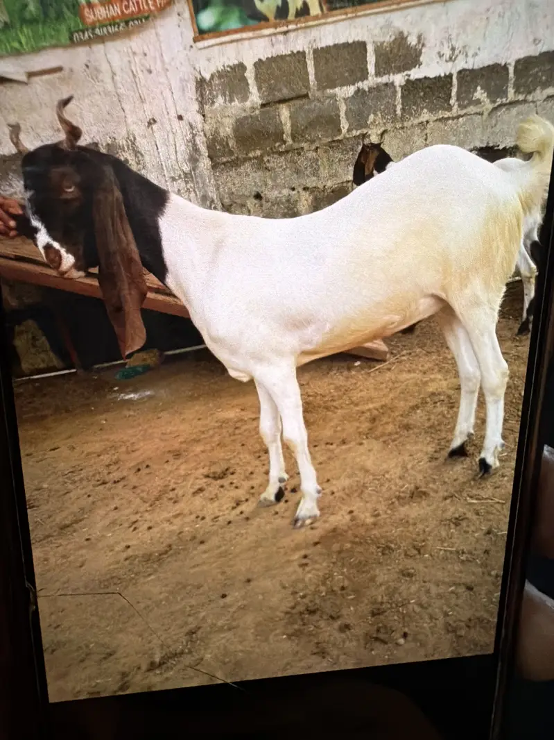 Khassi bakry 2 judwa bhai — photo 2