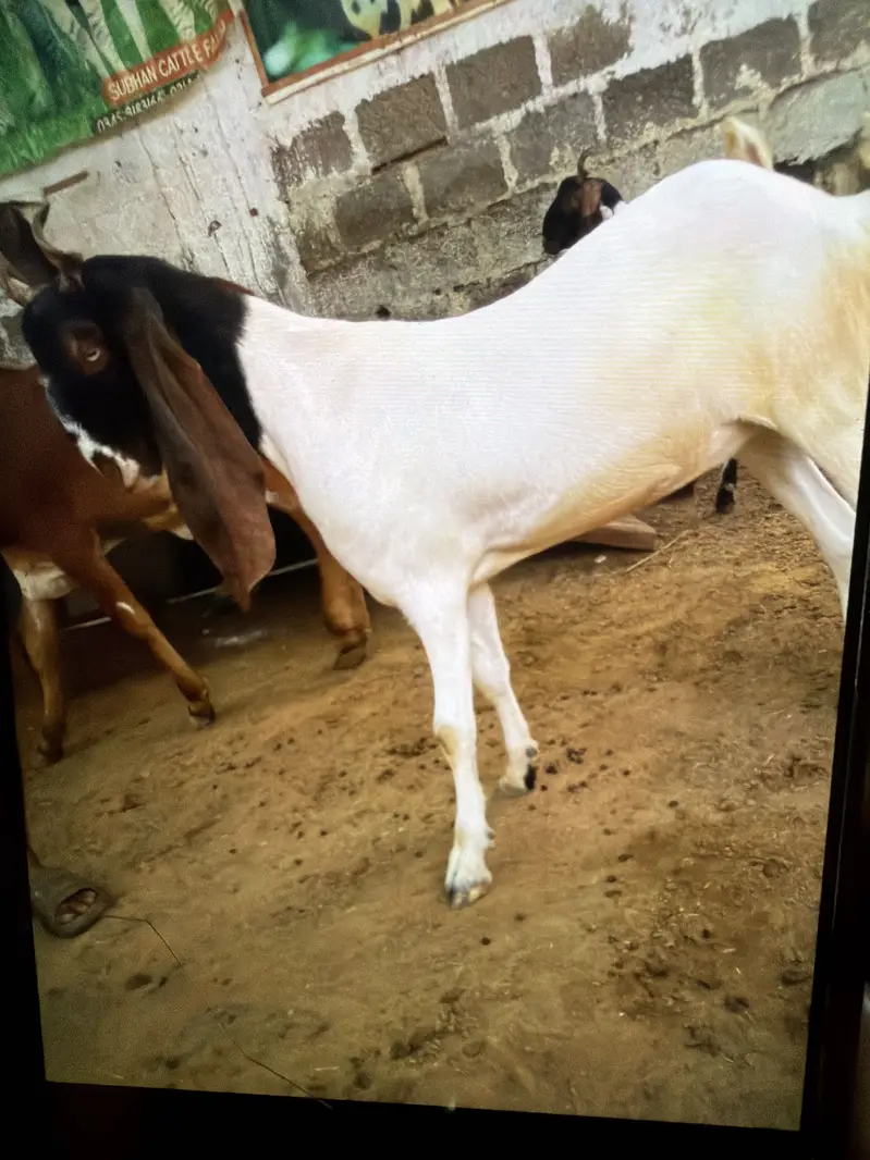 Khassi bakry 2 judwa bhai — photo 3