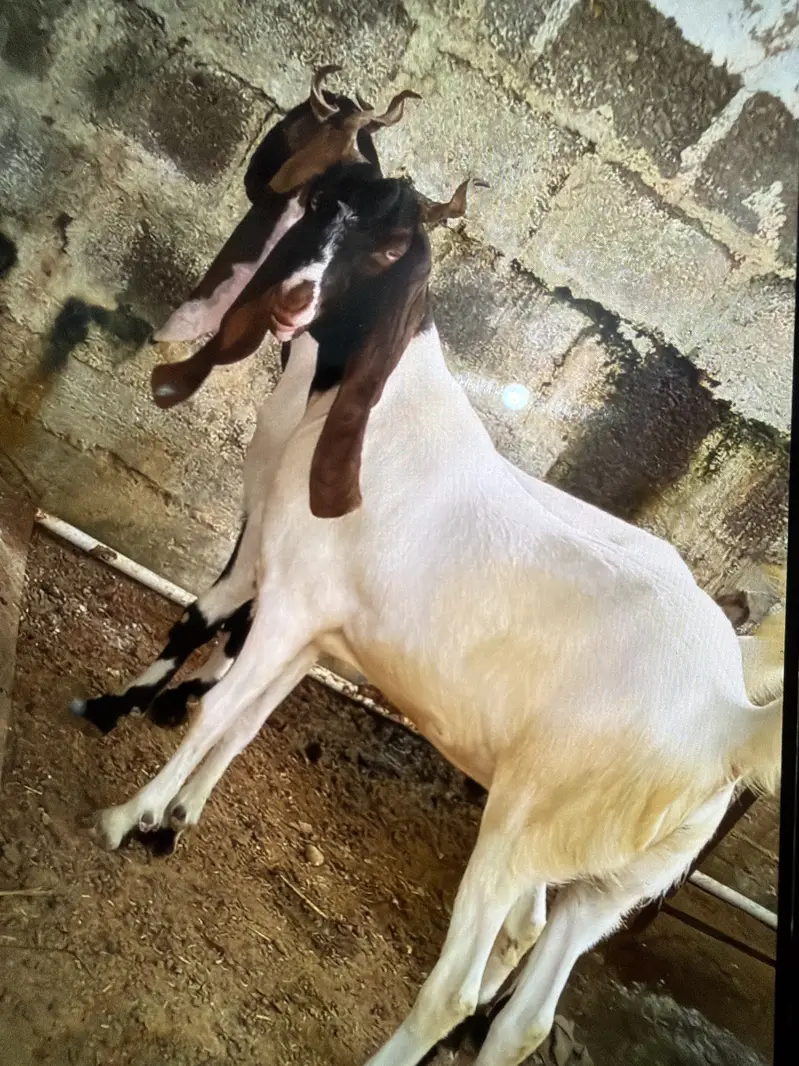 Khassi bakry 2 judwa bhai — photo 4