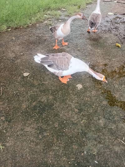adult duck for sale