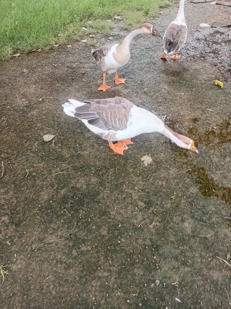 adult duck for sale