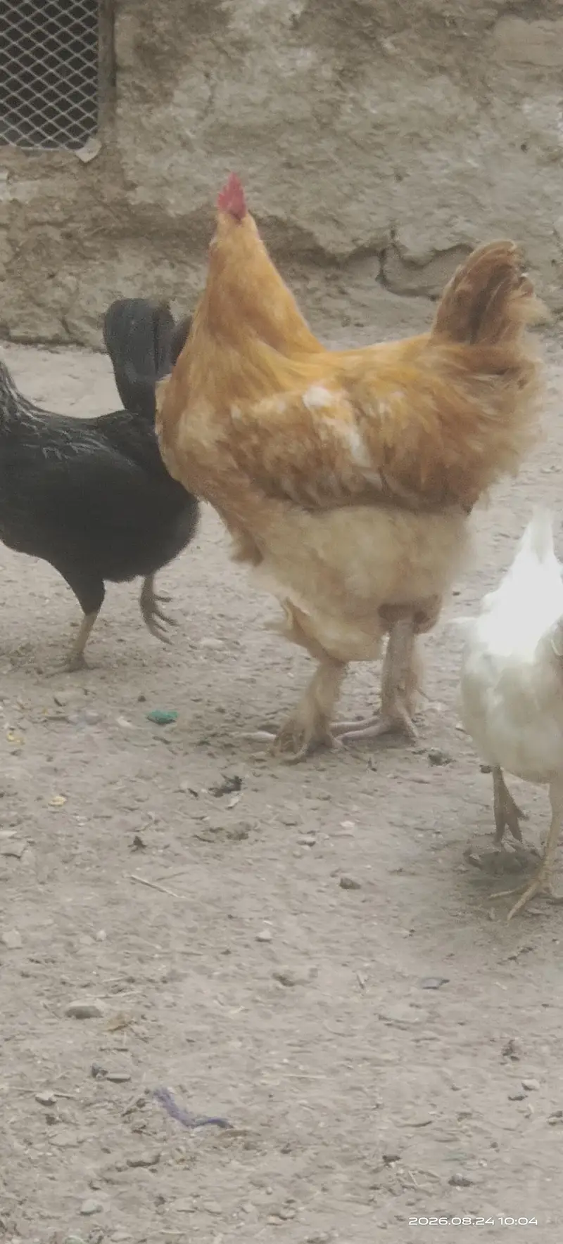 Golden buff males for sell — photo 2