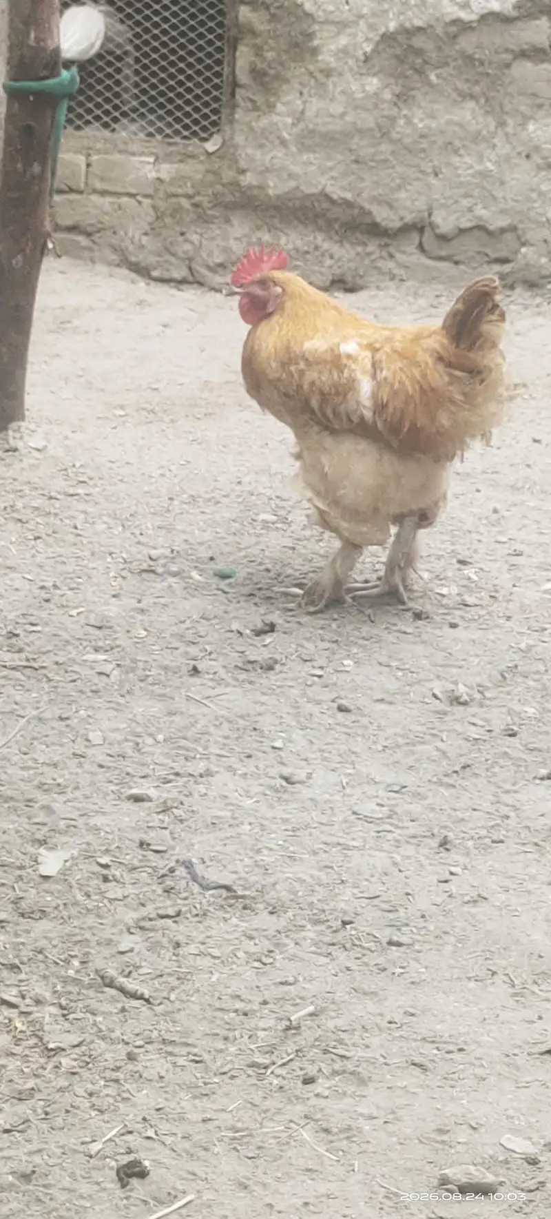 Golden buff males for sell — photo 3