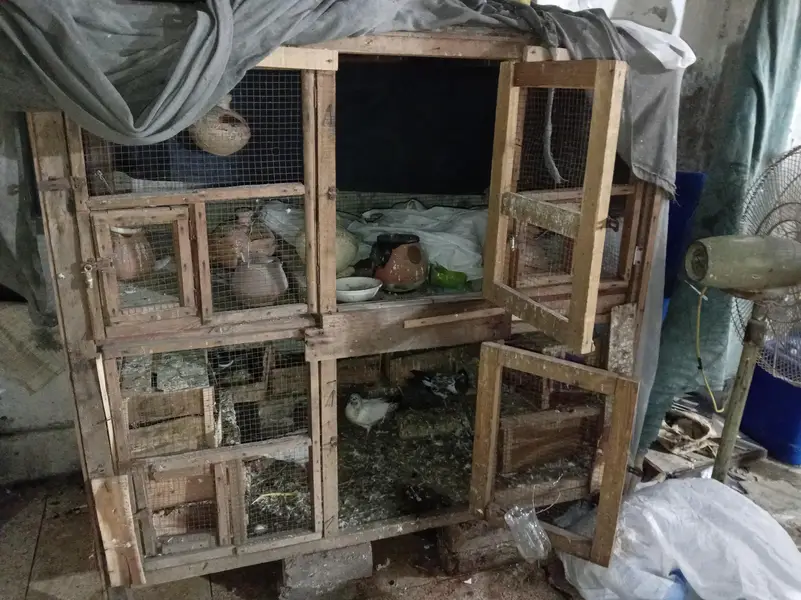 birds wood cage