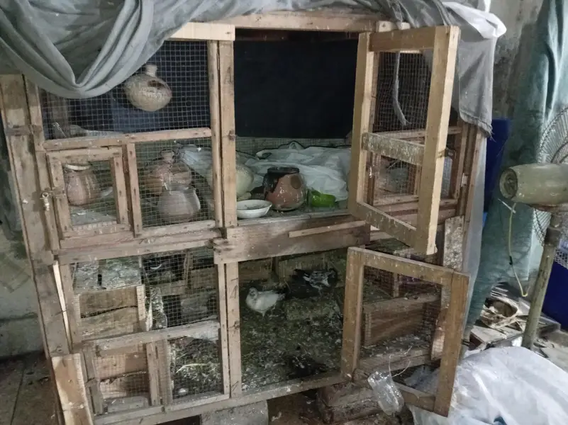 birds wood cage — photo 2