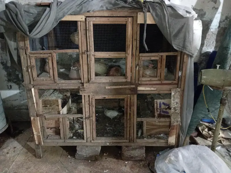 birds wood cage — photo 3
