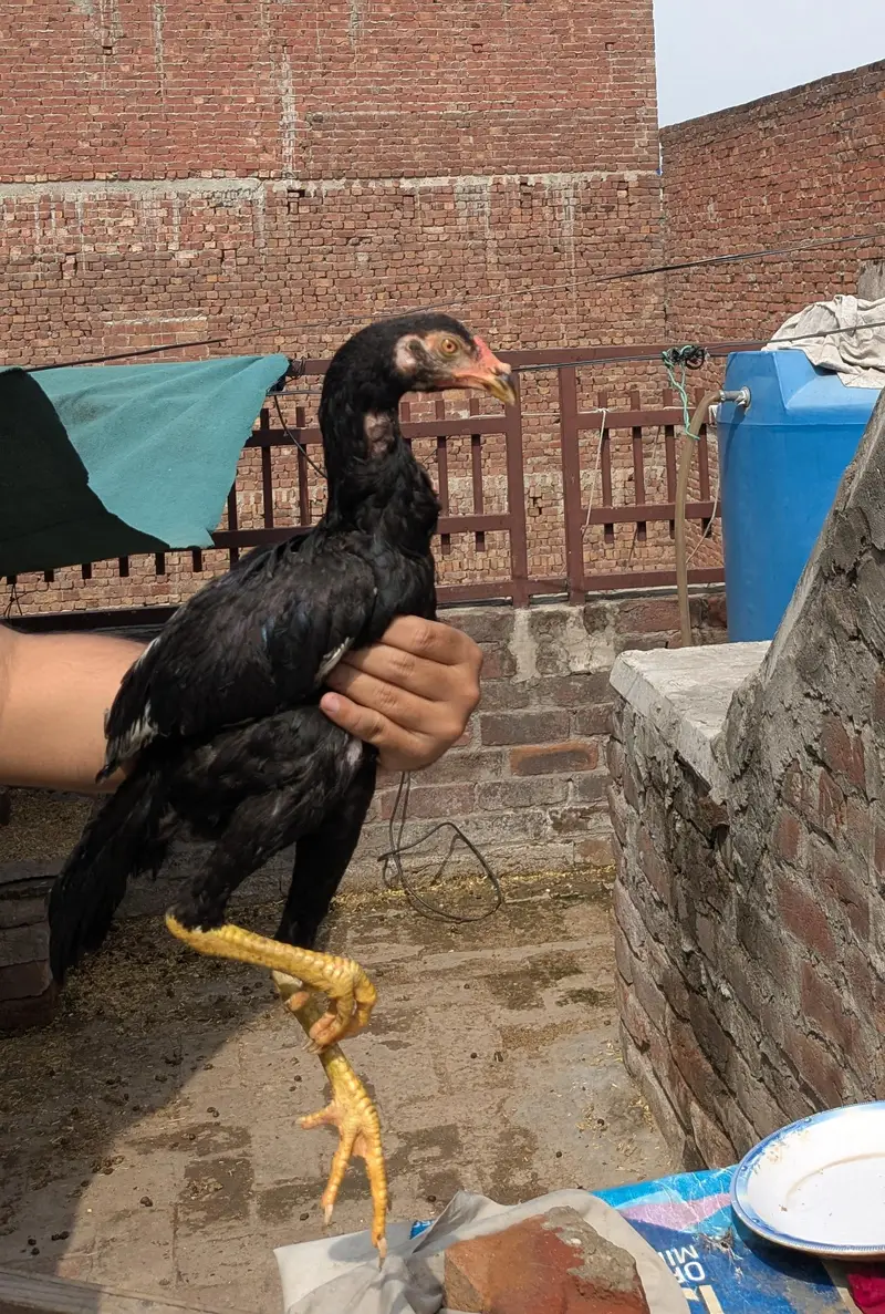 Mushkey Aseel for sale — photo 2