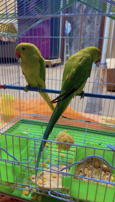 Green parrot hand tame for sale