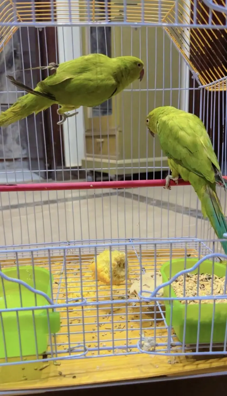 Green parrot hand tame for sale — photo 2