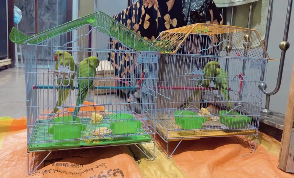 Green parrot hand tame for sale — photo 3