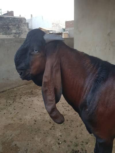 nagra breeder kheera bacha