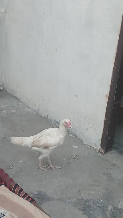 Mianwali Aseel