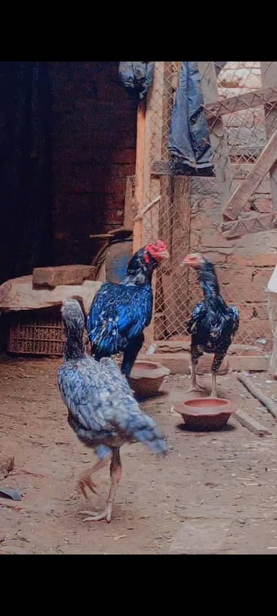 good bread for hatching