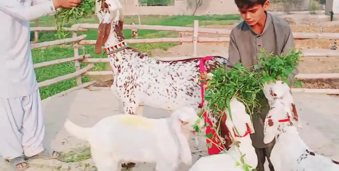 3 Bacchon Ka Sath Desi Bakri For Sale/ 03242703571 — photo 8