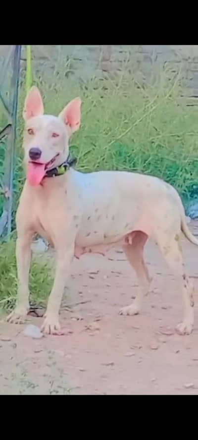 pure kuhati gultair female dubble body best security guard dog healthy
