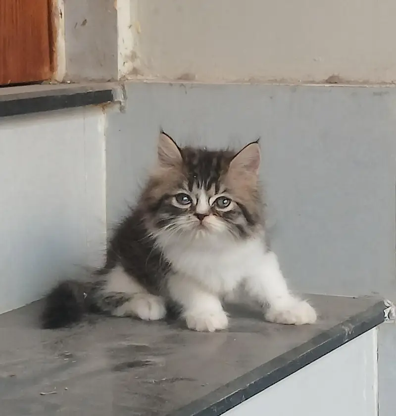 Bi color Quality male kitten high bloodline triple persian Kitten cat — photo 2
