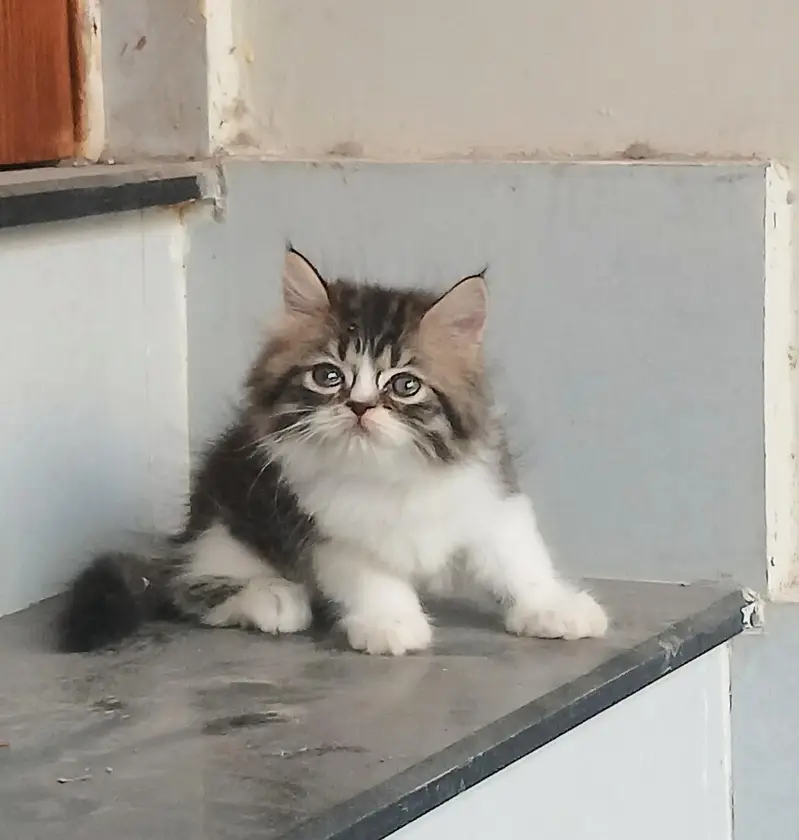Bi color Quality male kitten high bloodline triple persian Kitten cat — photo 3