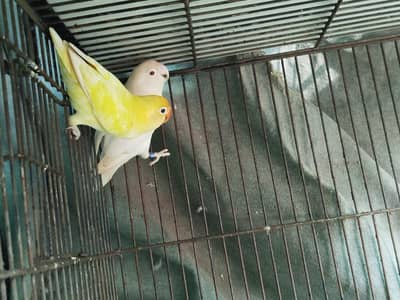 sale lovebirds , java all color , dove ready to breed