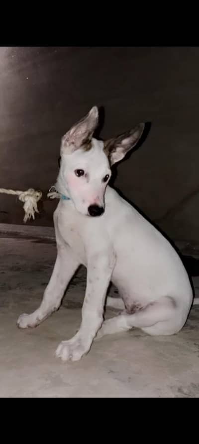 jack Russell terrier dog