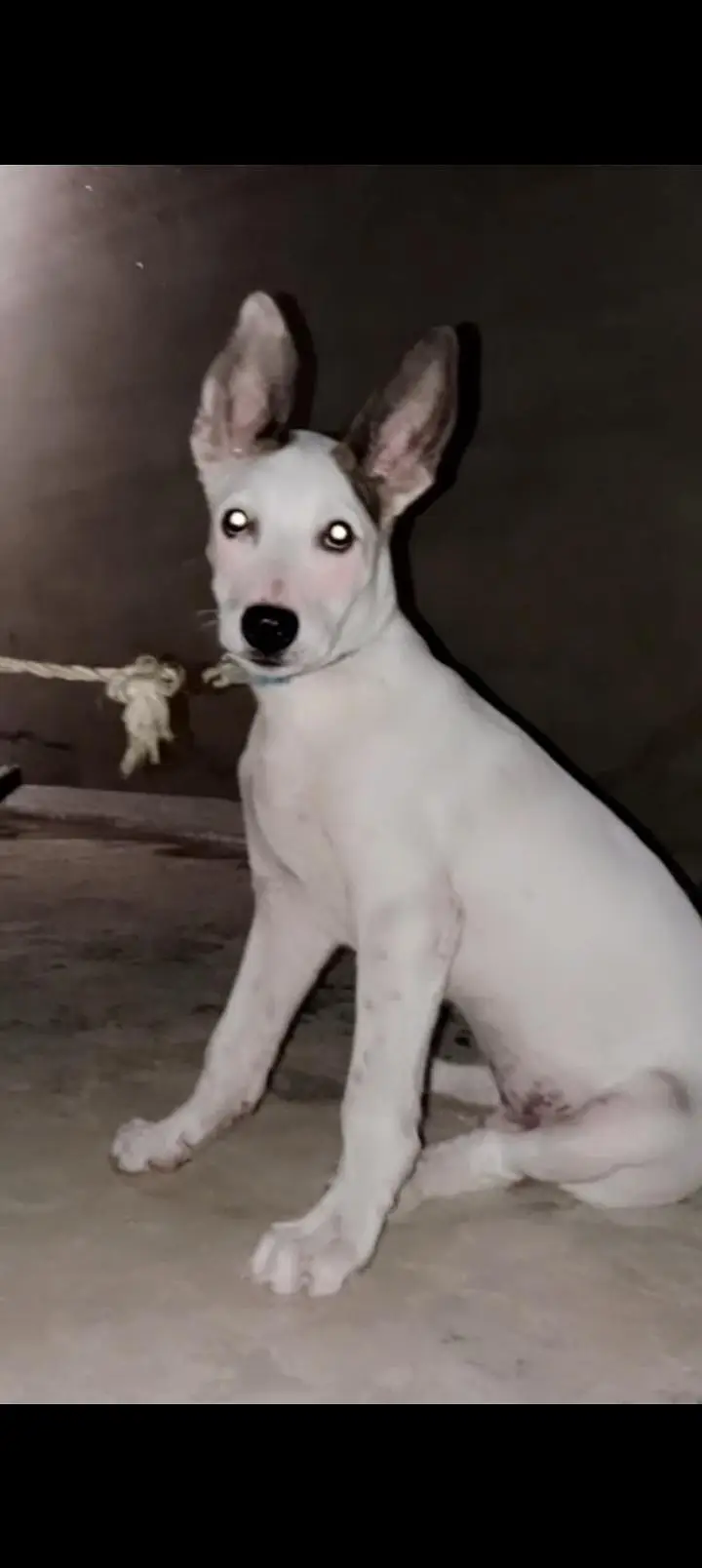 jack Russell terrier dog — photo 3