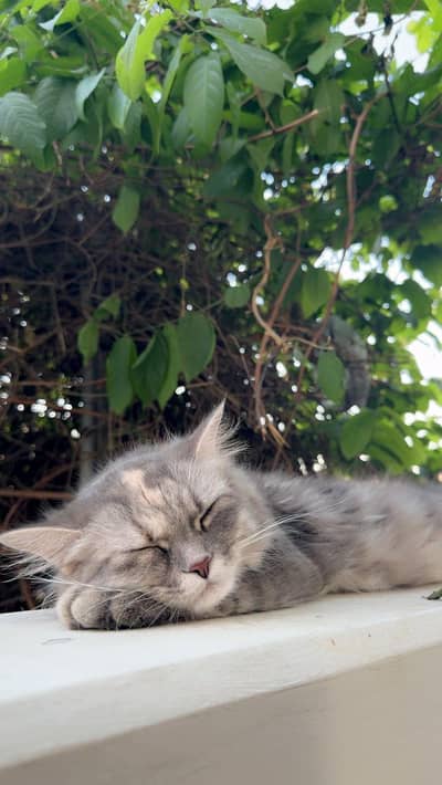 Female cat for sale 