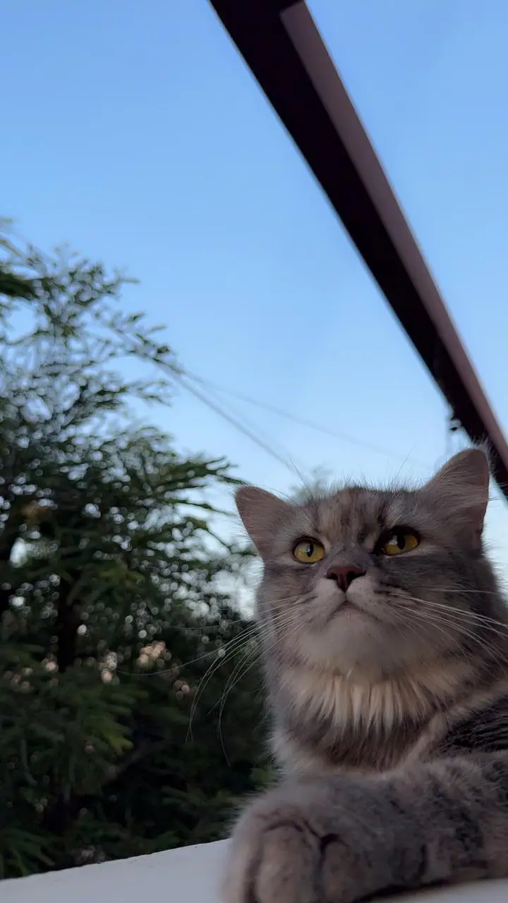 Female cat for sale  — photo 2