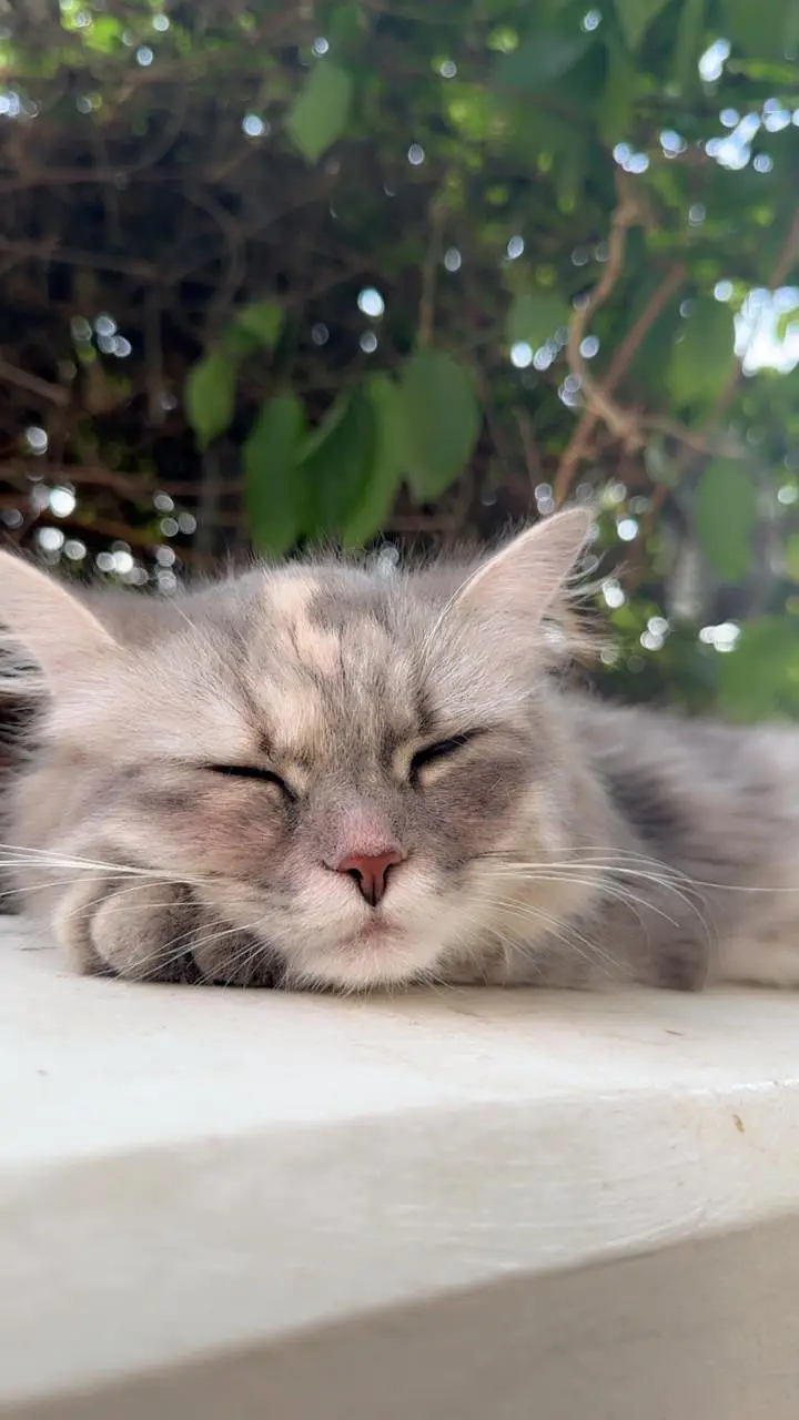 Female cat for sale  — photo 3