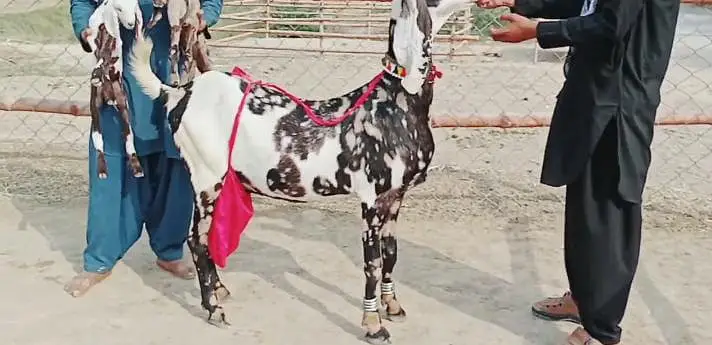 Desi Bakri Our 2 Bacchon Ka Sath Urgent For Sale/ 03242703571 — photo 2