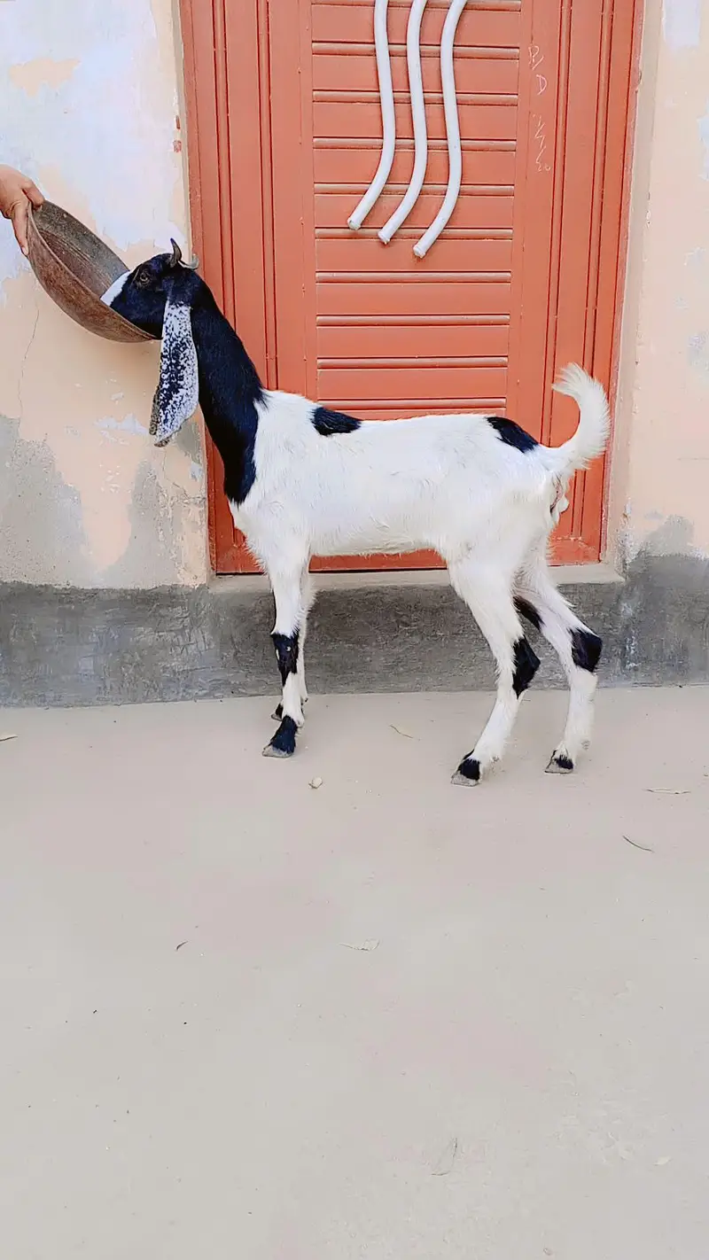 2 Dant Fresh Path For Sell Heat Pe Hy: — photo 2