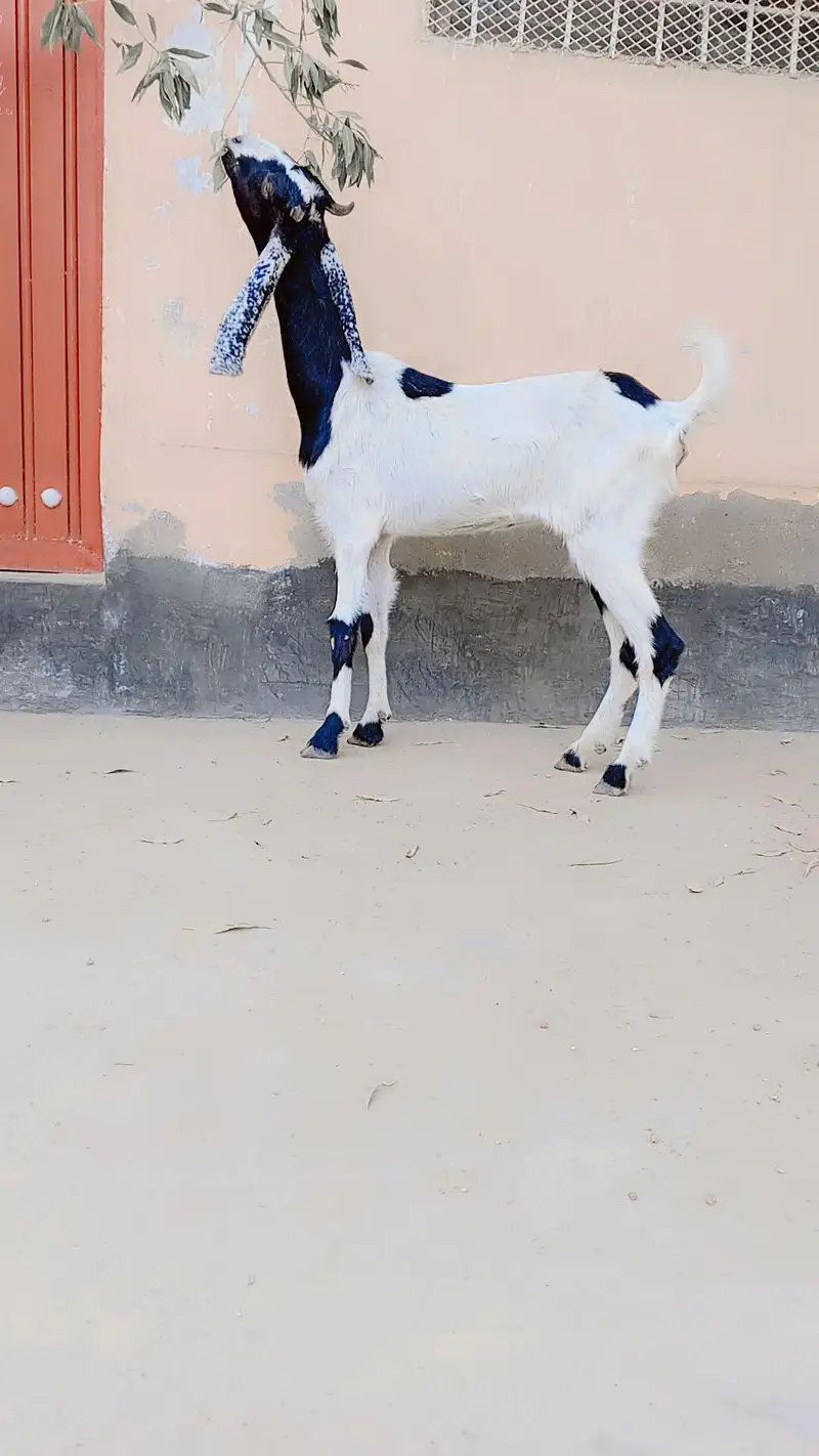 2 Dant Fresh Path For Sell Heat Pe Hy: — photo 5