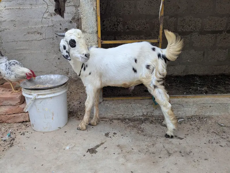 beetal and tapra — photo 2