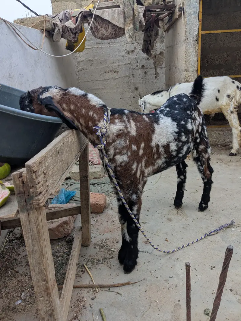 beetal and tapra — photo 3