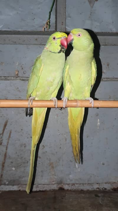 BREEDER PAIR OF PARROTS FOR SALE