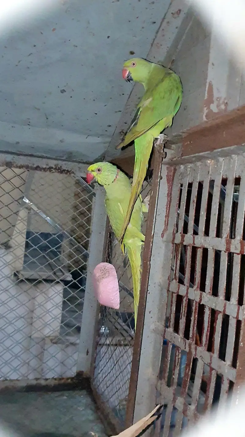 BREEDER PAIR OF PARROTS FOR SALE — photo 2