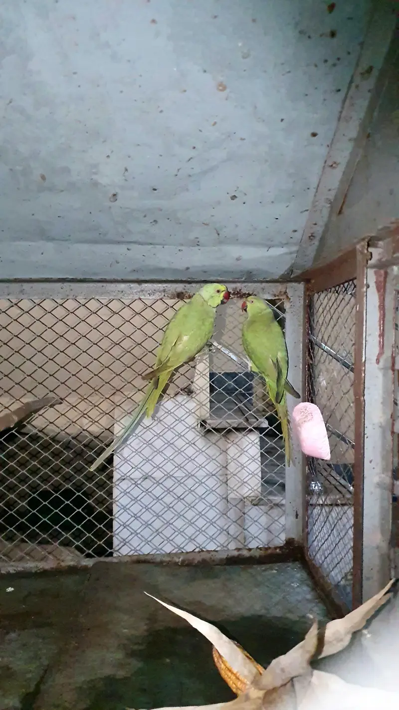 BREEDER PAIR OF PARROTS FOR SALE — photo 3