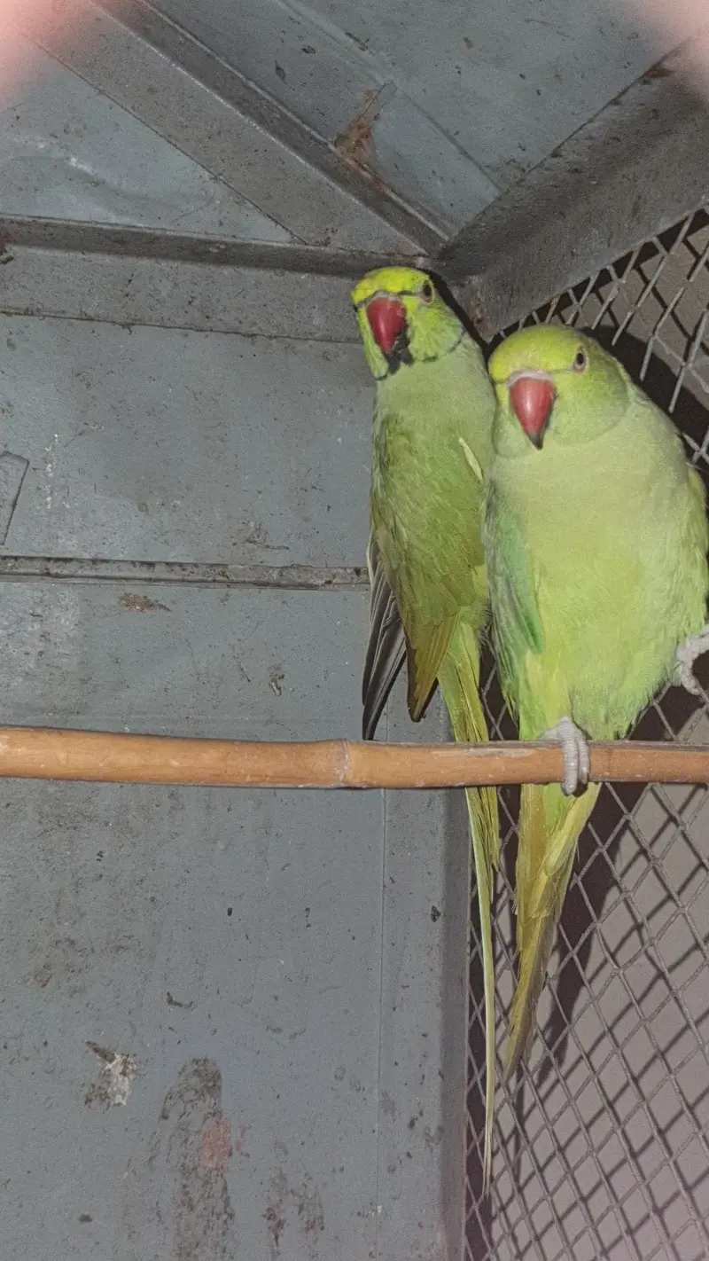 BREEDER PAIR OF PARROTS FOR SALE — photo 4